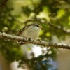 Pokrovnik zeleny - Acanthisitta chloris - Rifleman - titipounamu 6275